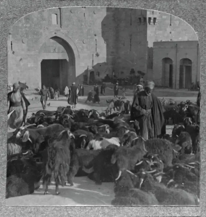 Framed Print : Buying goats at the Damascus Gate, Jerusalem, c1900 Framed Print : Buying goats at the Damascus Gate, Jerusalem, c1900