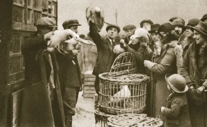 Framed Print : Buying live poultry at a Pedlars Market at the Caledonian Market, London, 20th century Framed Print : Buying live poultry at a Pedlars Market at the Caledonian Market, London, 20th century