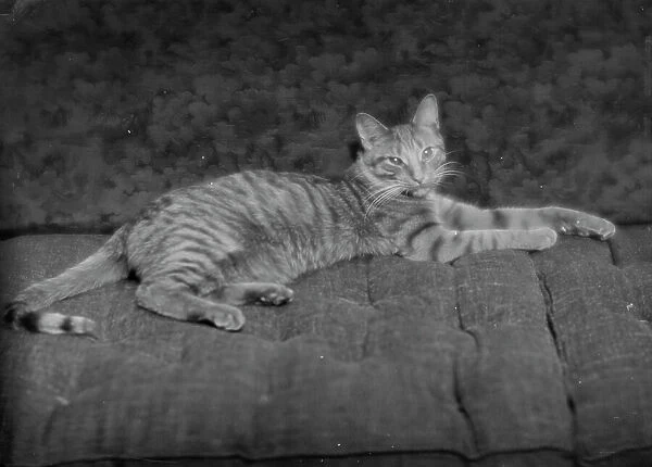 Buzzer the cat, portrait photograph, ca. 1912. Creator: Arnold Genthe
