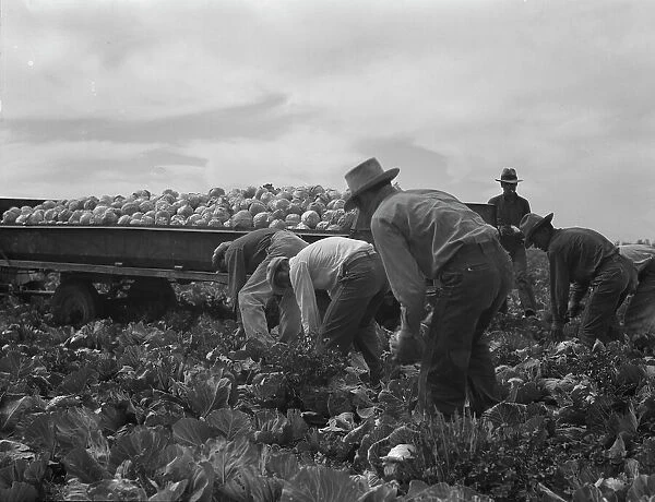 Cabbage cutting and hauling by new Vessey (flat truck) system, Imperial Valley, California, 1937. Creator: Dorothea Lange