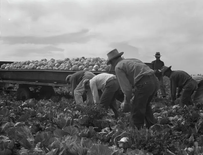 Framed Print : Cabbage cutting and hauling by new Vessey (flat truck) system, Imperial Valley, California, 1937. Creator: Dorothea Lange Framed Print : Cabbage cutting and hauling by new Vessey (flat truck) system, Imperial Valley, California, 1937. Creator: Dorothea Lange