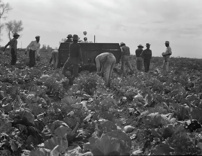 Framed Print : Cabbage harvesting, Imperial Valley, California, 1937. Creator: Dorothea Lange Framed Print : Cabbage harvesting, Imperial Valley, California, 1937. Creator: Dorothea Lange