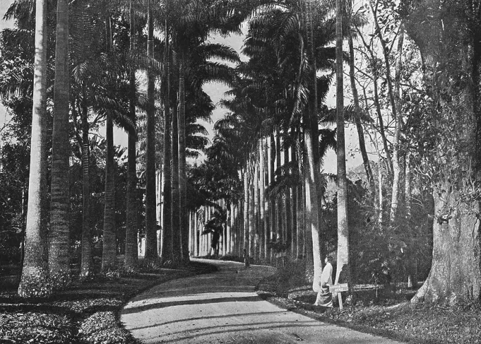 Framed Print : Cabbage Palms in Peradeniya Gardens, c1890, (1910). Artist: Alfred William Amandus Plate Framed Print : Cabbage Palms in Peradeniya Gardens, c1890, (1910). Artist: Alfred William Amandus Plate