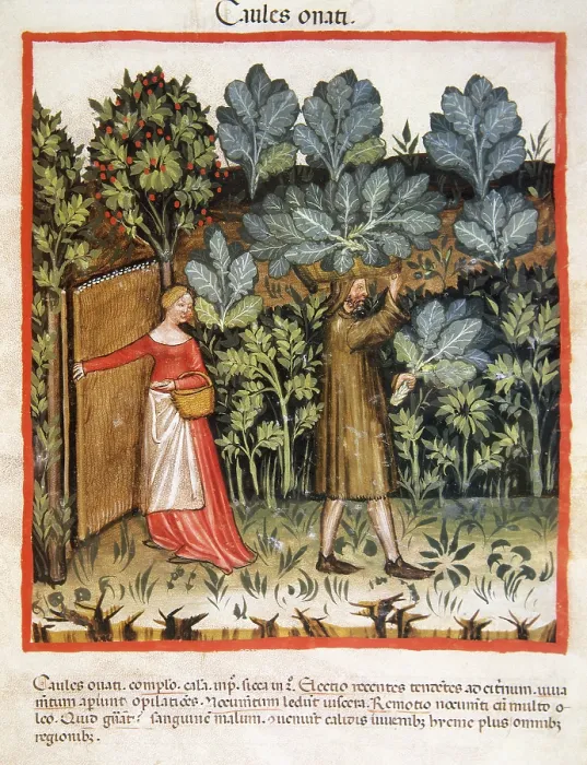 Framed Print : Cabbages, 14th century. Creator: Unknown Framed Print : Cabbages, 14th century. Creator: Unknown