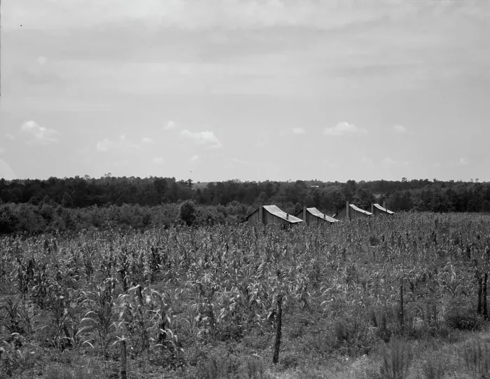 Framed Print : Cabins in the corn, South Georgia, 1937. Creator: Dorothea Lange Framed Print : Cabins in the corn, South Georgia, 1937. Creator: Dorothea Lange