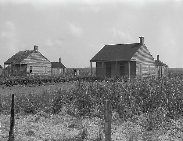 Cabins for sugarcane workers, Bayou La Fourche, Louisiana, 1937. Creator: Dorothea Lange