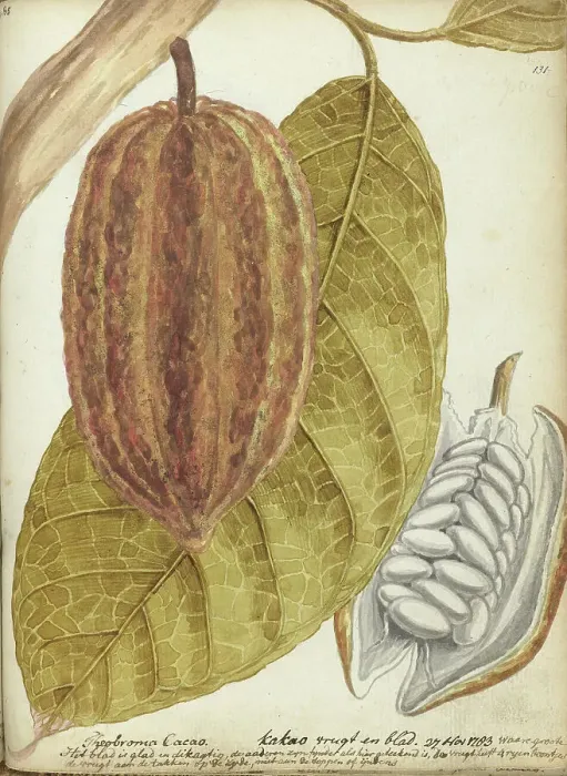 Framed Print : Cacao, 1783. Creator: Jan Brandes Framed Print : Cacao, 1783. Creator: Jan Brandes