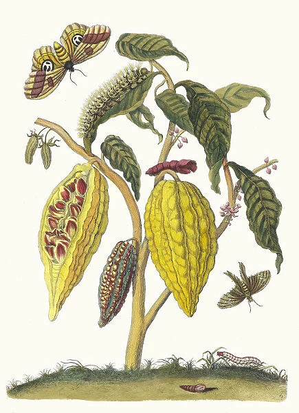 Cacao. From the Book Metamorphosis insectorum Surinamensium, 1705