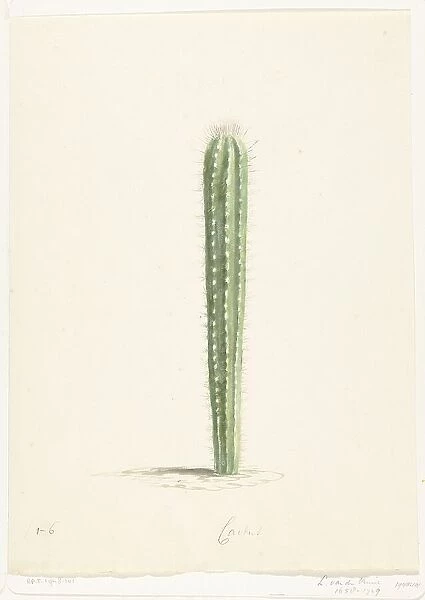 Cactus, 1668-1729. Creator: Vincent Laurentz van der Vinne I