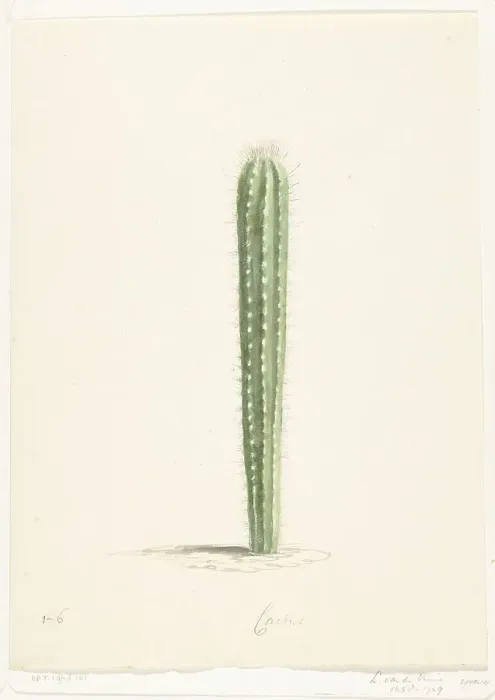 Framed Print : Cactus, 1668-1729. Creator: Vincent Laurentz van der Vinne I Framed Print : Cactus, 1668-1729. Creator: Vincent Laurentz van der Vinne I