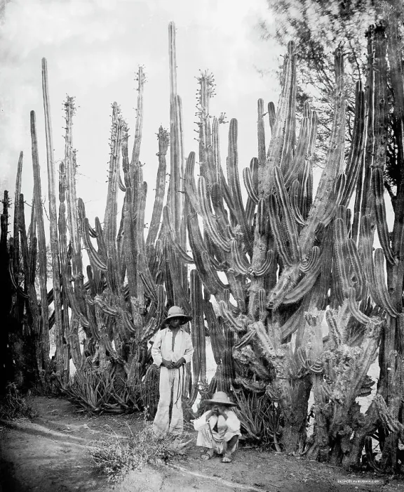 Framed Print : Cactus fence in Salamanca, Salamanca, Mexico, between 1880 and 1900. Creator: Unknown Framed Print : Cactus fence in Salamanca, Salamanca, Mexico, between 1880 and 1900. Creator: Unknown