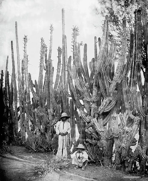 Cactus fence in Salamanca, Salamanca, Mexico, between 1880 and 1900. Creator: Unknown