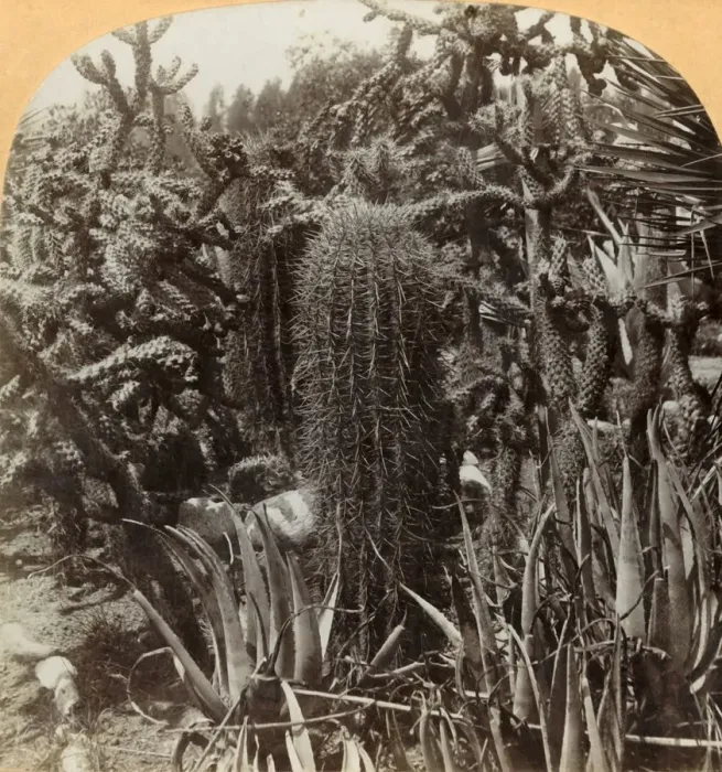 Framed Print : Cactus Garden, Cragin Place, Lake Worth, Florida, c1900. Creator: BL Singley Framed Print : Cactus Garden, Cragin Place, Lake Worth, Florida, c1900. Creator: BL Singley