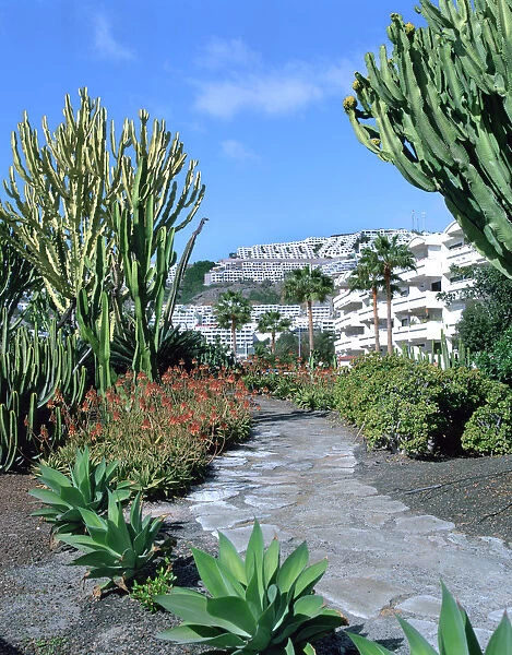 Cactus garden, Puerto Rico, Gran Canaria, Canary Islands