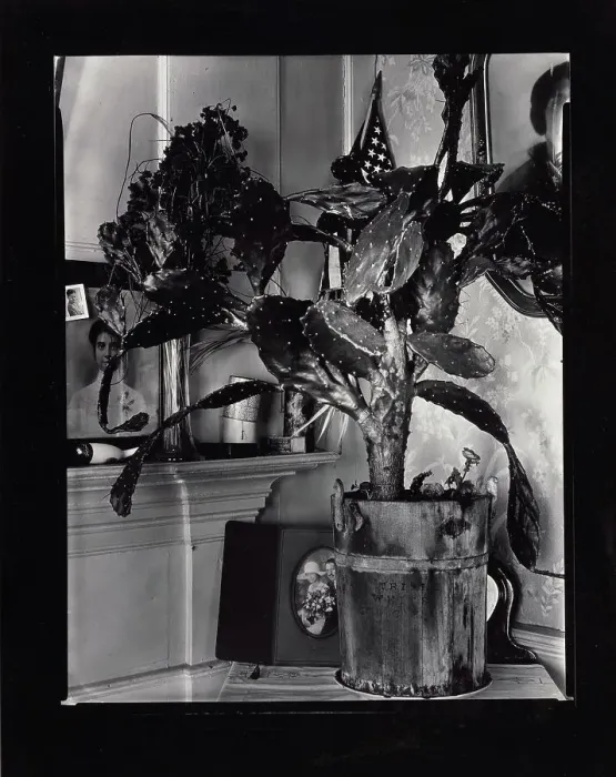 Framed Print : The Cactus Plant / Interior Detail of a Portuguese House, Truro, Massachusetts, 1930-1931. Creator: Walker Evans Framed Print : The Cactus Plant / Interior Detail of a Portuguese House, Truro, Massachusetts, 1930-1931. Creator: Walker Evans