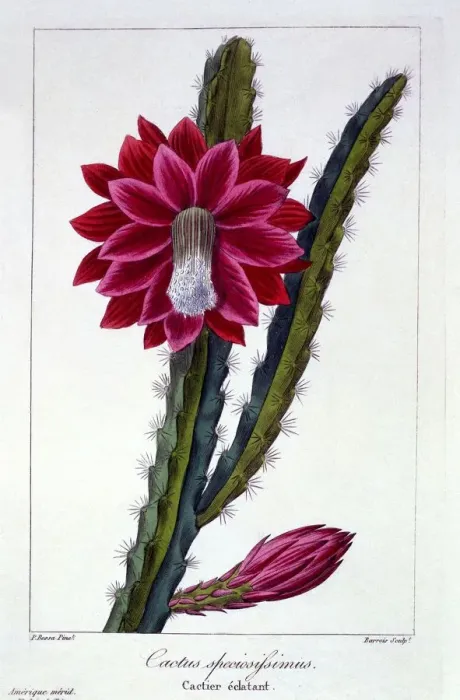 Framed Print : Cactus, pub. 1836. Creator: Panacre Bessa (1772-1846)