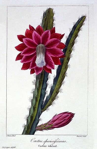 Cactus, pub. 1836. Creator: Panacre Bessa (1772-1846)