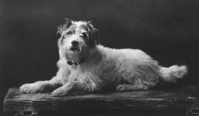 Framed Print : Caesar, King Edwards favourite dog, 20th century Framed Print : Caesar, King Edwards favourite dog, 20th century