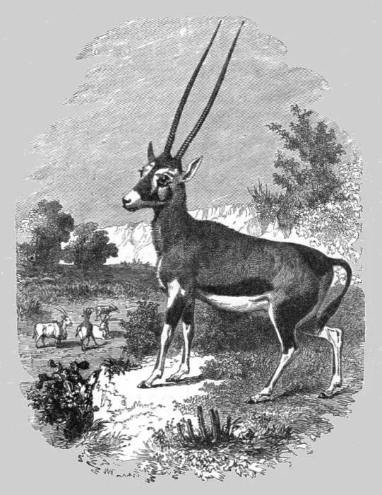 Framed Print : Caffrarian Antelope; A Few Words about Natal and Zululand, 1875. Creator: Unknown Framed Print : Caffrarian Antelope; A Few Words about Natal and Zululand, 1875. Creator: Unknown