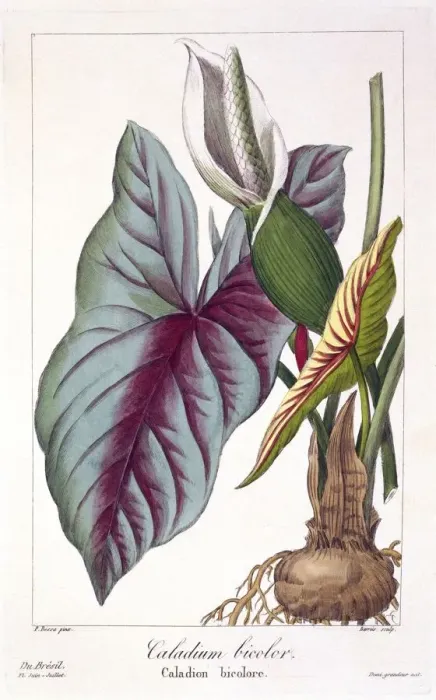 Framed Print : Caladium bicolor, pub. 1836. Creator: Panacre Bessa (1772-1846)