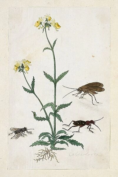 Calceolaria with three insects (Slipperwort), 1777-1786. Creator: Robert Jacob Gordon