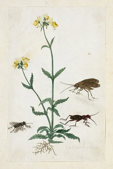 Framed Print : Calceolaria with three insects (Slipperwort), 1777-1786. Creator: Robert Jacob Gordon Framed Print : Calceolaria with three insects (Slipperwort), 1777-1786. Creator: Robert Jacob Gordon