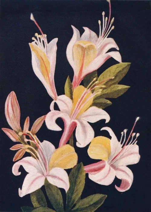 Framed Print : California Azalea, c1915, (1915). Artist: Emma Graham Clock Framed Print : California Azalea, c1915, (1915). Artist: Emma Graham Clock