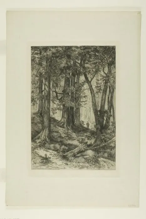 Framed Print : A California Forest, 1888. Creators: Mary Nimmo, Thomas Moran Framed Print : A California Forest, 1888. Creators: Mary Nimmo, Thomas Moran