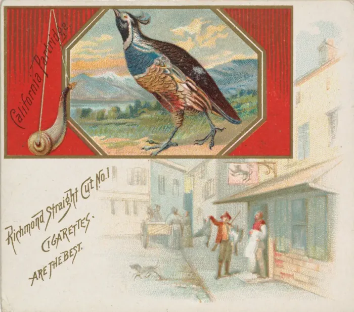 Framed Print : California Partridge, from the Game Birds series (N40) for Allen & Ginter Cigarettes Framed Print : California Partridge, from the Game Birds series (N40) for Allen & Ginter Cigarettes