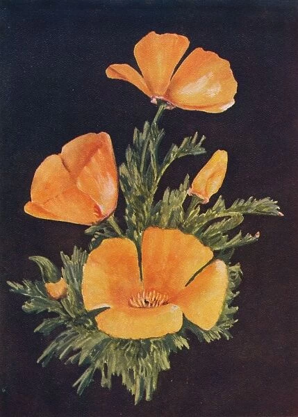 California Poppy, c1915, (1915). Artist: Emma Graham Clock