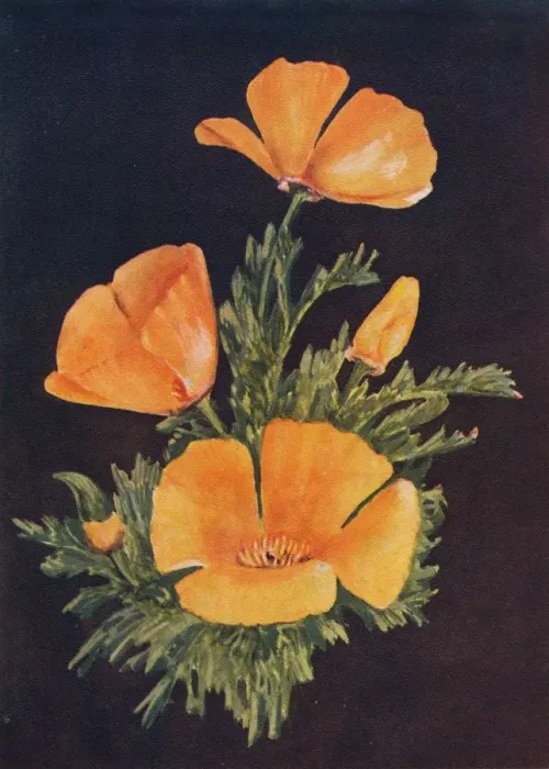 Framed Print : California Poppy, c1915, (1915). Artist: Emma Graham Clock