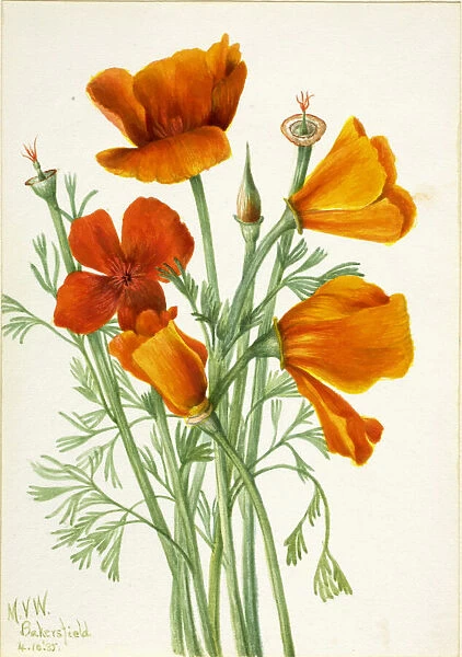 California Poppy (Eschscholtzia californica), 1935. Creator: Mary Vaux Walcott