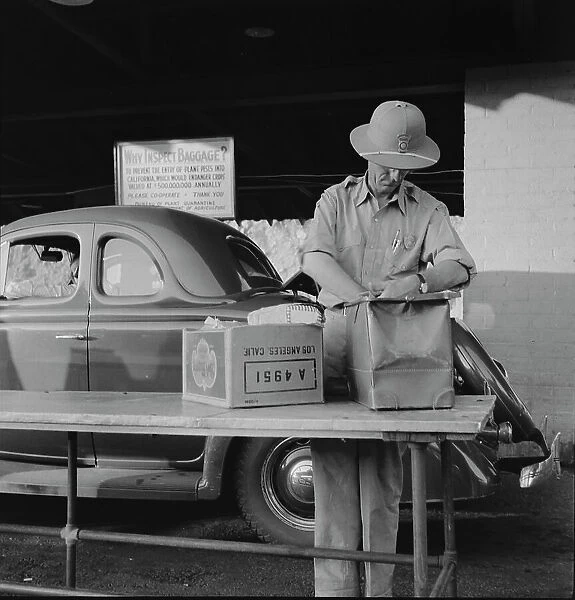 California state plant quarantine inspector examining baggage for insect pests, Arizona, 1937. Creator: Dorothea Lange