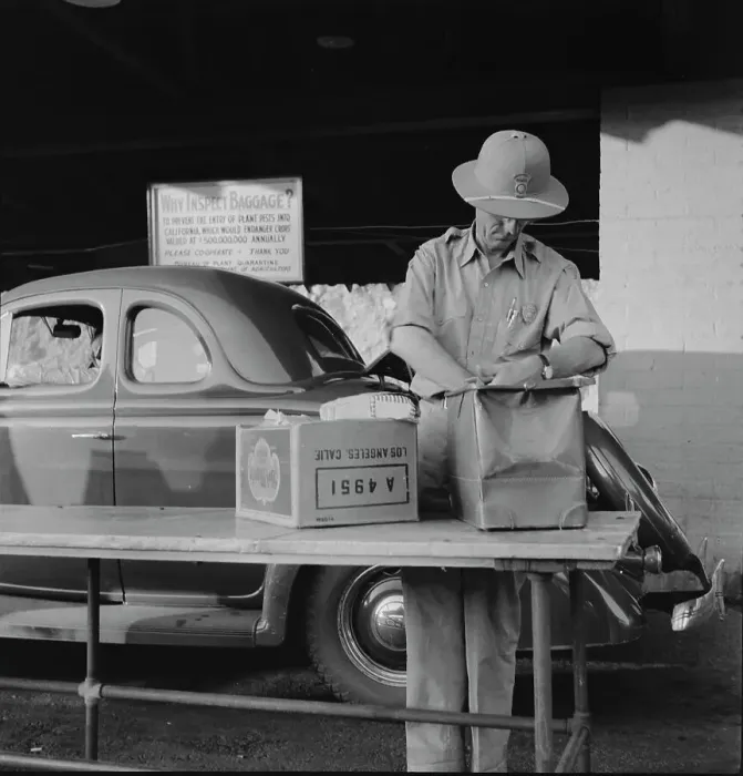 Framed Print : California state plant quarantine inspector examining baggage for insect pests, Arizona, 1937. Creator: Dorothea Lange Framed Print : California state plant quarantine inspector examining baggage for insect pests, Arizona, 1937. Creator: Dorothea Lange