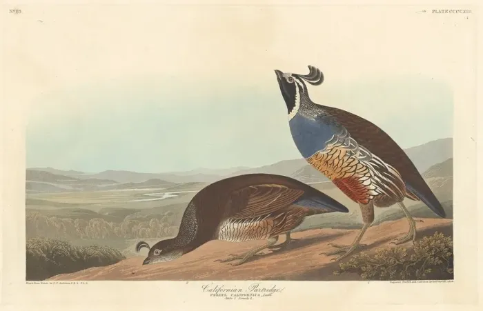 Framed Print : Californian Partridge, 1838. Creator: Robert Havell Framed Print : Californian Partridge, 1838. Creator: Robert Havell