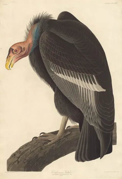 Framed Print : Californian Vulture, 1838. Creator: Robert Havell Framed Print : Californian Vulture, 1838. Creator: Robert Havell