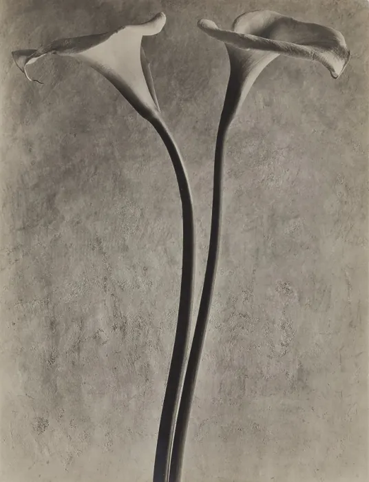 Framed Print : Calla Lilies, c1927. Creator: Tina Modotti Framed Print : Calla Lilies, c1927. Creator: Tina Modotti
