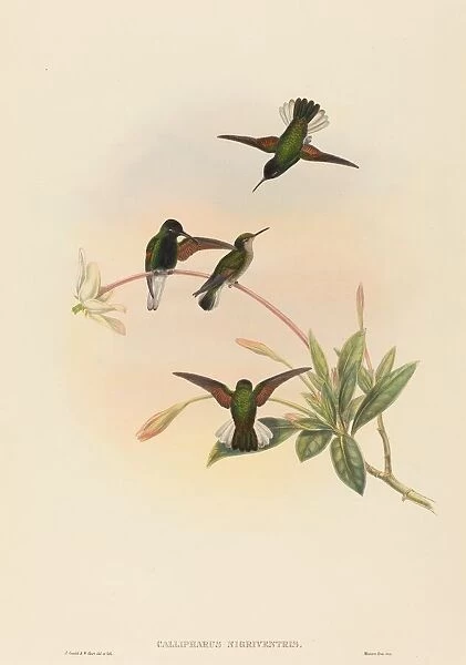 Callipharus nigriventris (Black-bellied Hummingbird). Creators: John Gould