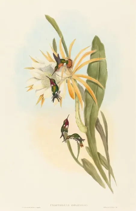Framed Print : Calothorax heliodori. Creators: John Gould, Henry Constantine Richter Framed Print : Calothorax heliodori. Creators: John Gould, Henry Constantine Richter