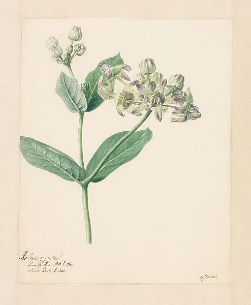 Calotropis, 1803. Creator: Hendrik Schwegman
