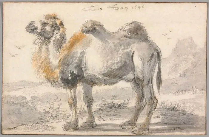 Framed Print : A Camel, 1646. Creator: Cornelis Saftleven Framed Print : A Camel, 1646. Creator: Cornelis Saftleven