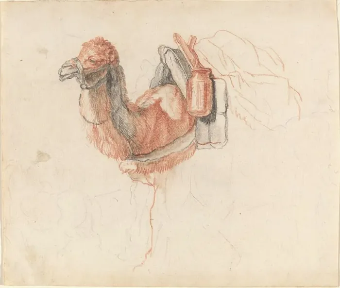 Framed Print : Camel, 1770s. Creator: Johann Rudolf Schellenburg Framed Print : Camel, 1770s. Creator: Johann Rudolf Schellenburg