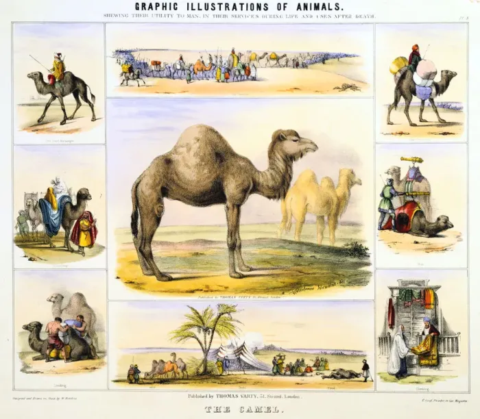 Framed Print : The Camel, c1850. Artist: Benjamin Waterhouse Hawkins Framed Print : The Camel, c1850. Artist: Benjamin Waterhouse Hawkins