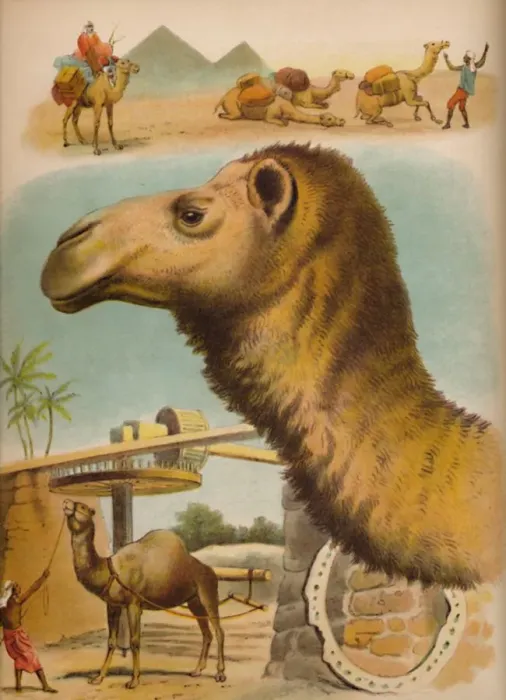Framed Print : The Camel, c1900. Artist: Helena J. Maguire
