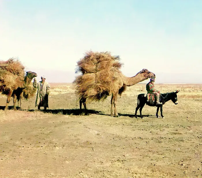 Framed Print : Camel caravan carrying thorns for fodder, Golodnaia Steppe, between 1905 and 1915. Creator: Sergey Mikhaylovich Prokudin-Gorsky Framed Print : Camel caravan carrying thorns for fodder, Golodnaia Steppe, between 1905 and 1915. Creator: Sergey Mikhaylovich Prokudin-Gorsky