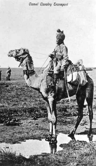 Framed Print : Camel cavalry transport, India, 20th century Framed Print : Camel cavalry transport, India, 20th century