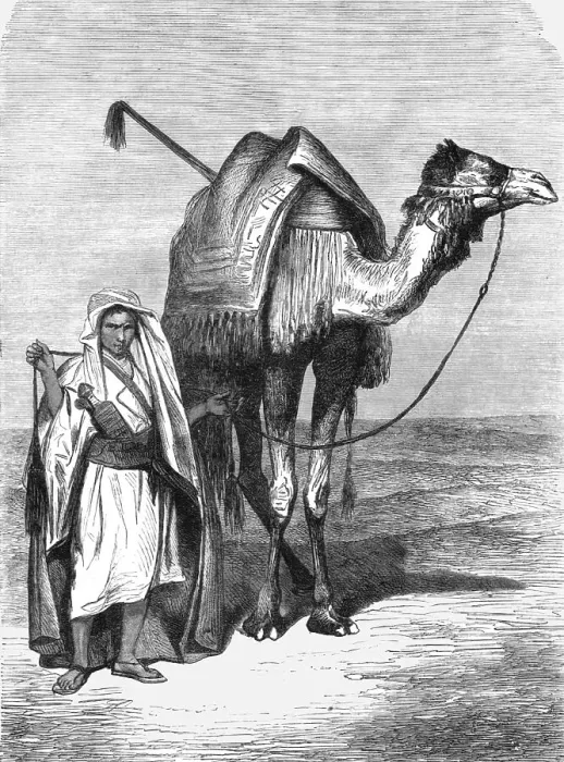 Framed Print : Camel Driver; The Red Sea, 1875. Creator: Unknown Framed Print : Camel Driver; The Red Sea, 1875. Creator: Unknown