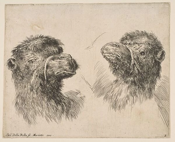 Two Camel Heads, ca. 1641. Creator: Stefano della Bella