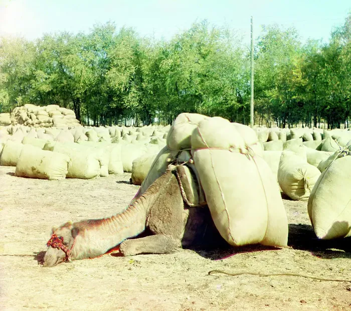 Framed Print : Camel loaded with sacks, between 1905 and 1915. Creator: Sergey Mikhaylovich Prokudin-Gorsky Framed Print : Camel loaded with sacks, between 1905 and 1915. Creator: Sergey Mikhaylovich Prokudin-Gorsky