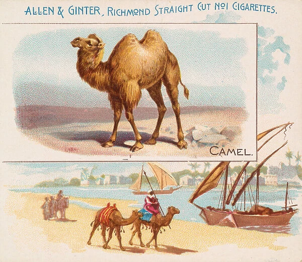 Camel, from Quadrupeds series (N41) for Allen & Ginter Cigarettes, 1890